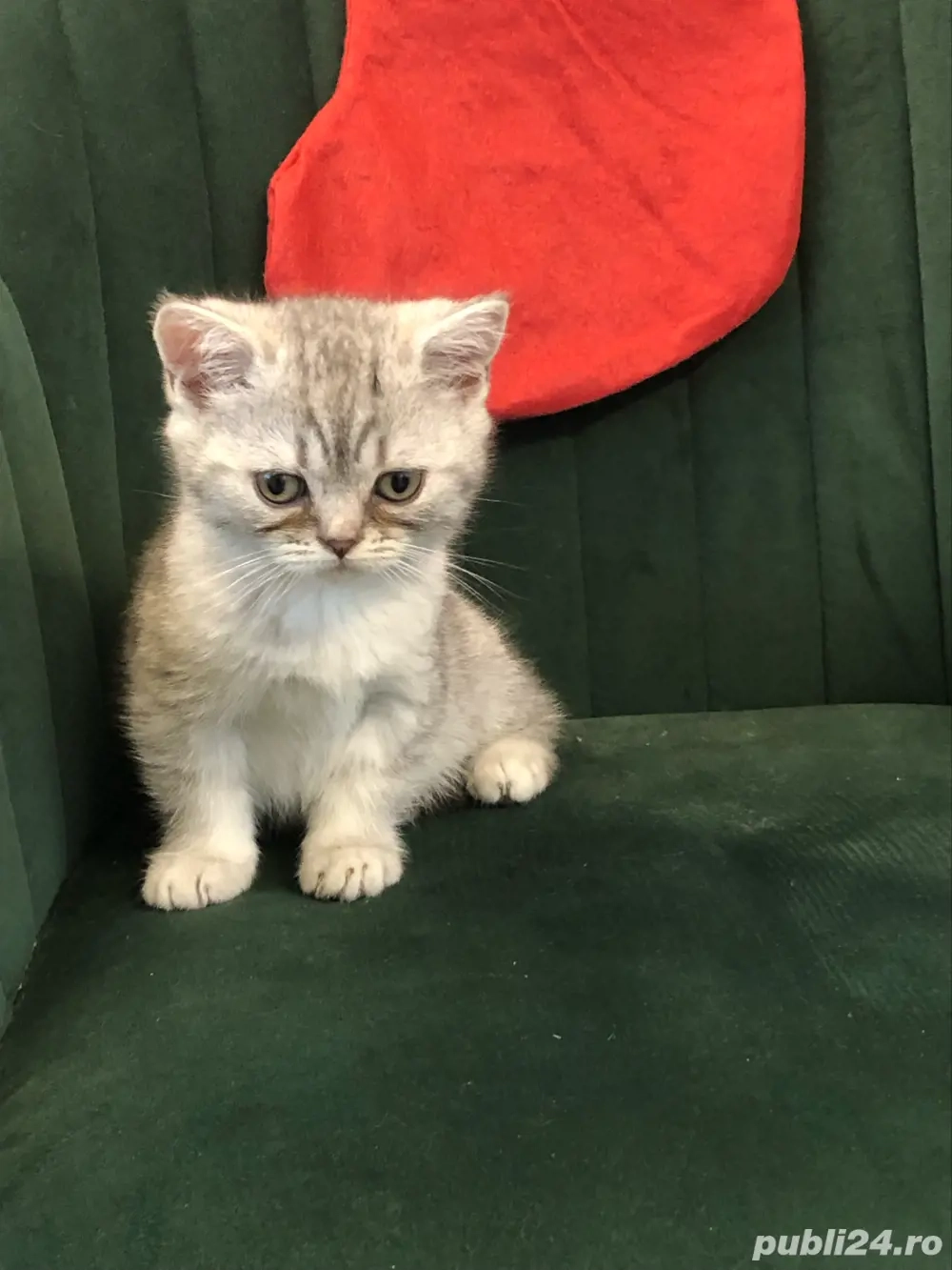 Baietel britishsilvar tabby