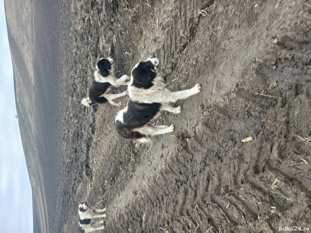 vand caini, de Bucovina