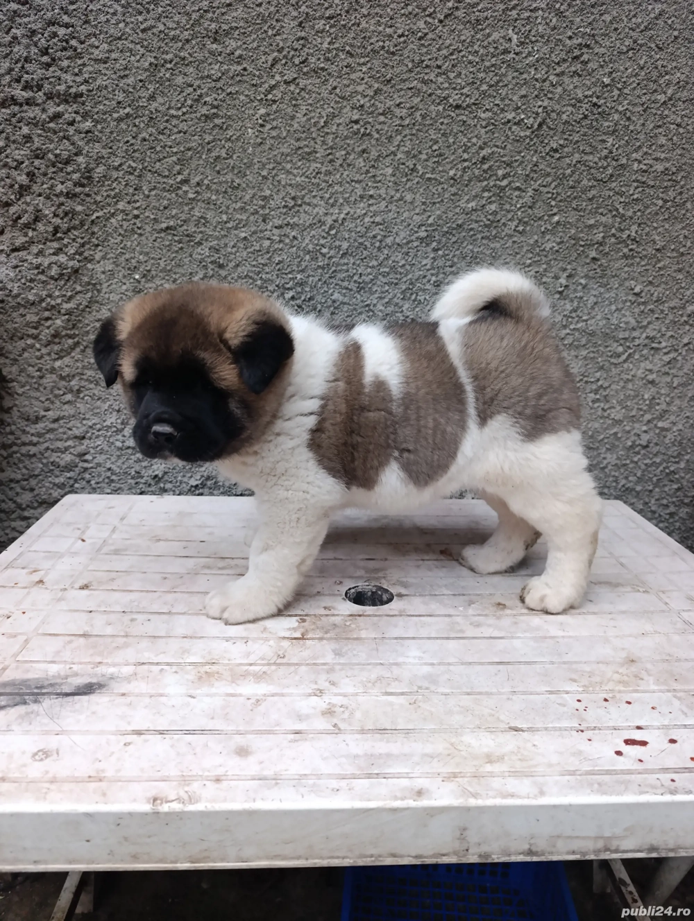 Akita American 