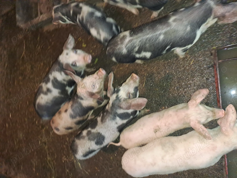 Vând purcei 8 saptamani