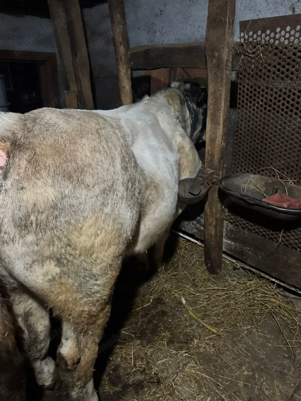 Taur belgian foarte cuminte