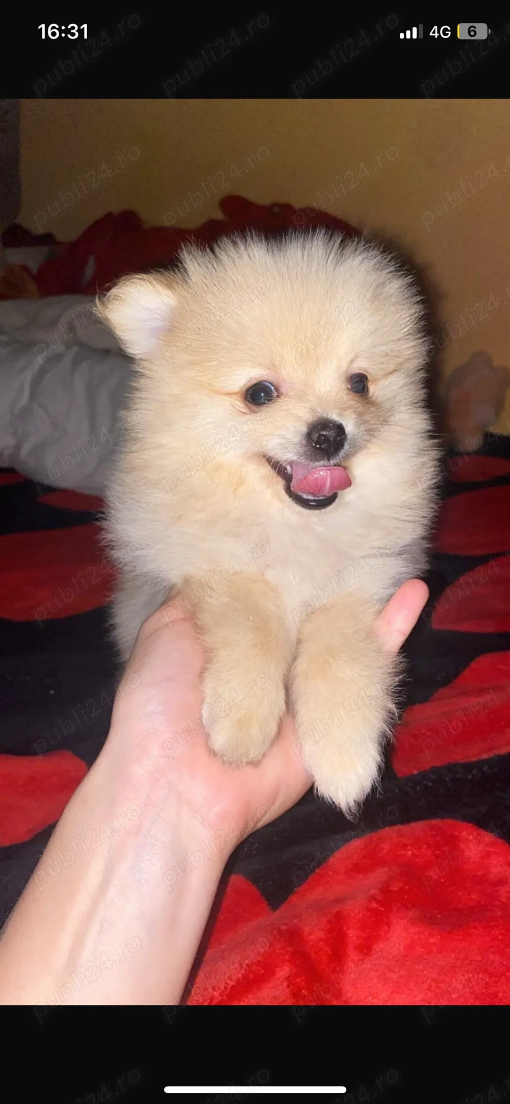 Vand Pomeranian 8 luni