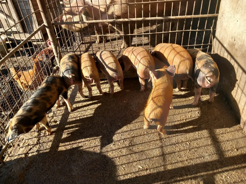 Vand purcei rasa duroc