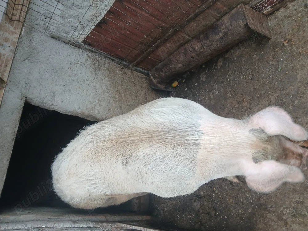 Vând purcea de carne