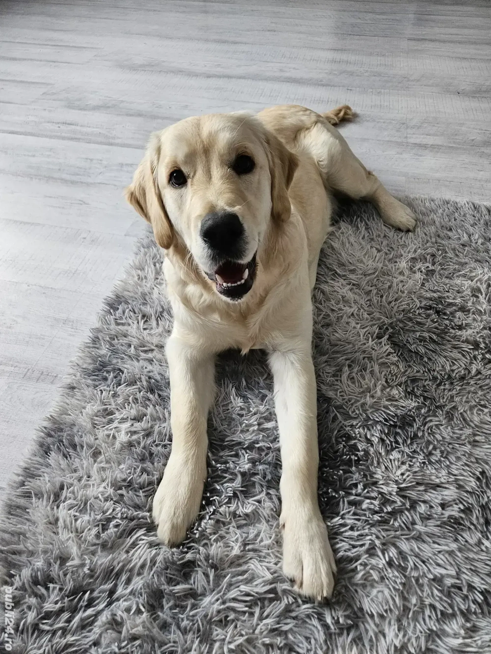 Femele 6 luni Golden Retrivier