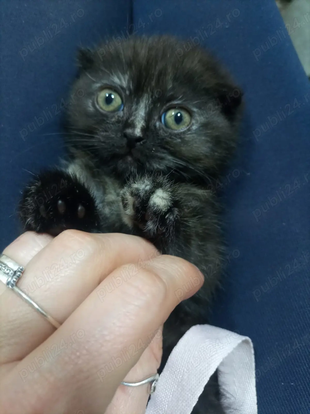 Pisicute Scottish long hair