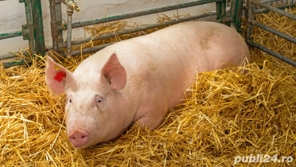 Porci de vanzare 12 lei kg