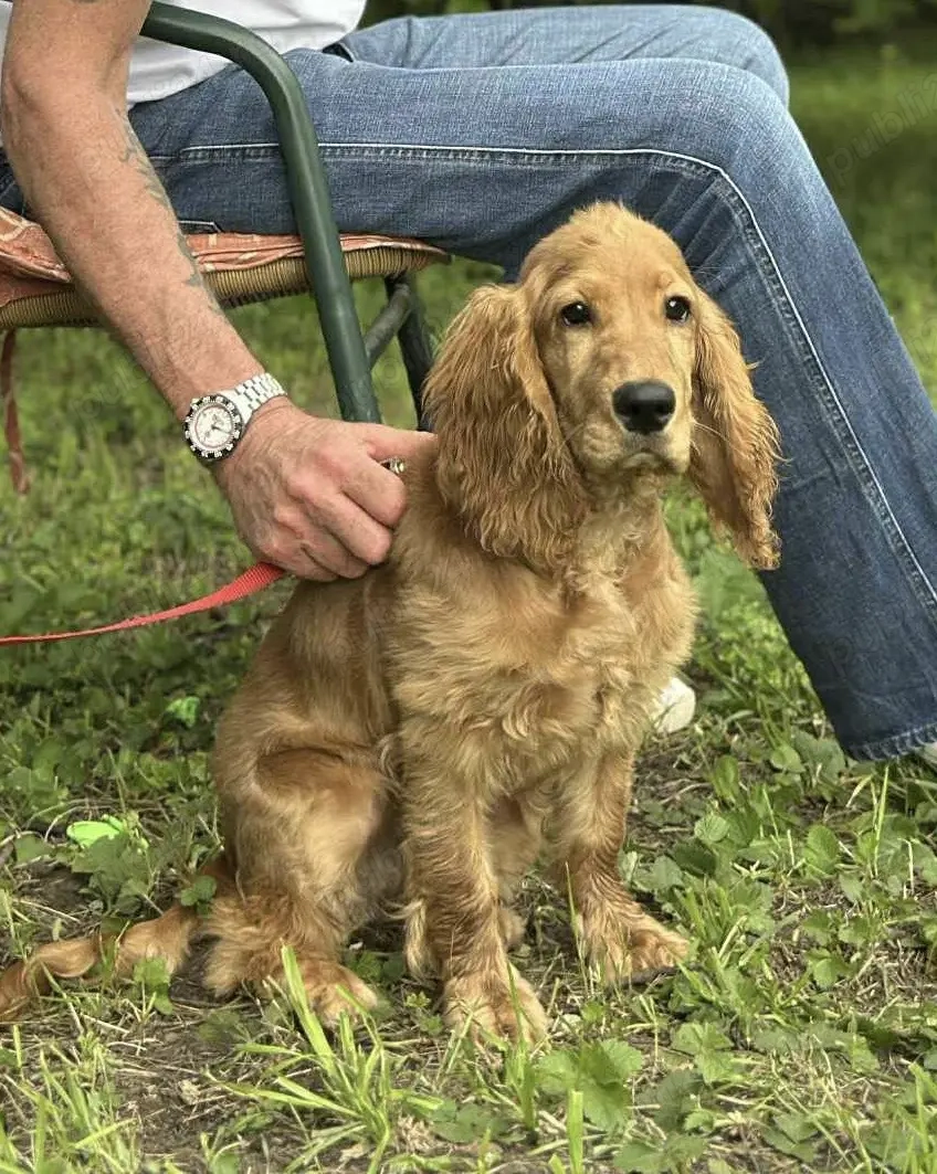 catelusa cocker spaniel