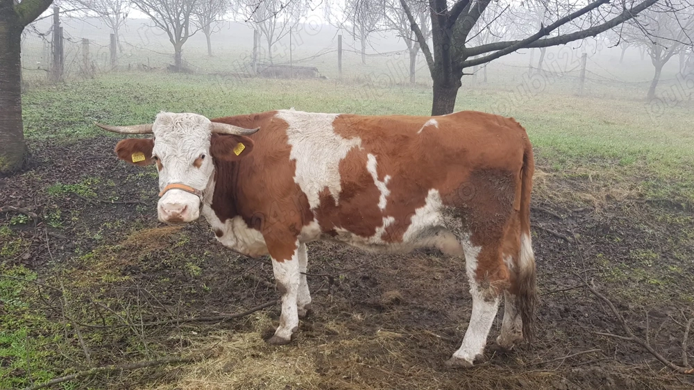 Vand vaca tanara are doar doua fatari nu este gestanta 