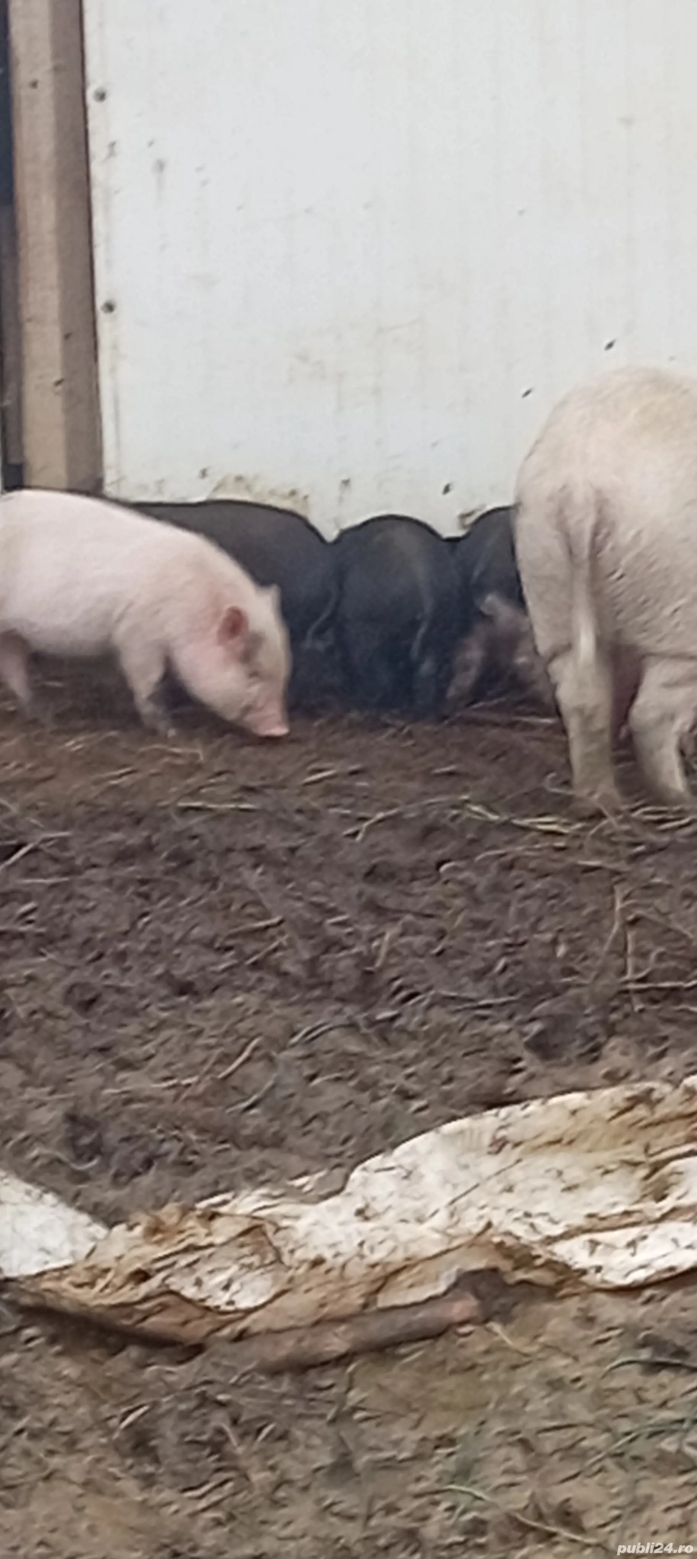 Vând purcei vietnamezi 