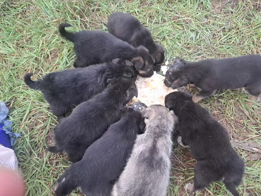 Donez pui de căței in Iași 