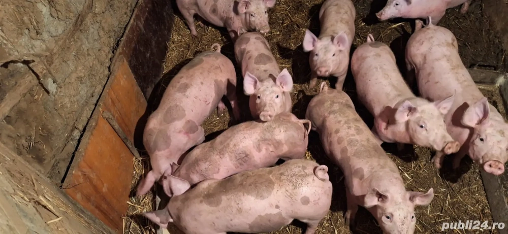 Purcei pietrain 3 luni