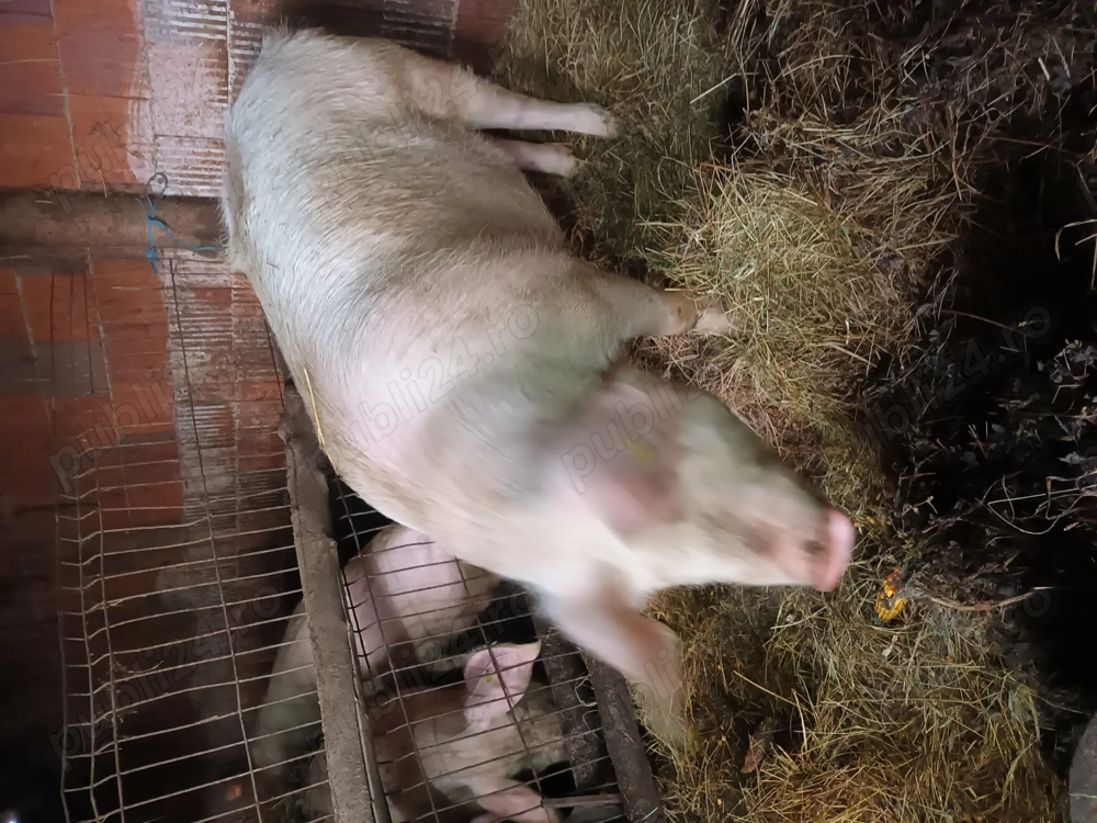 Disponibil 1 porc pt craciun