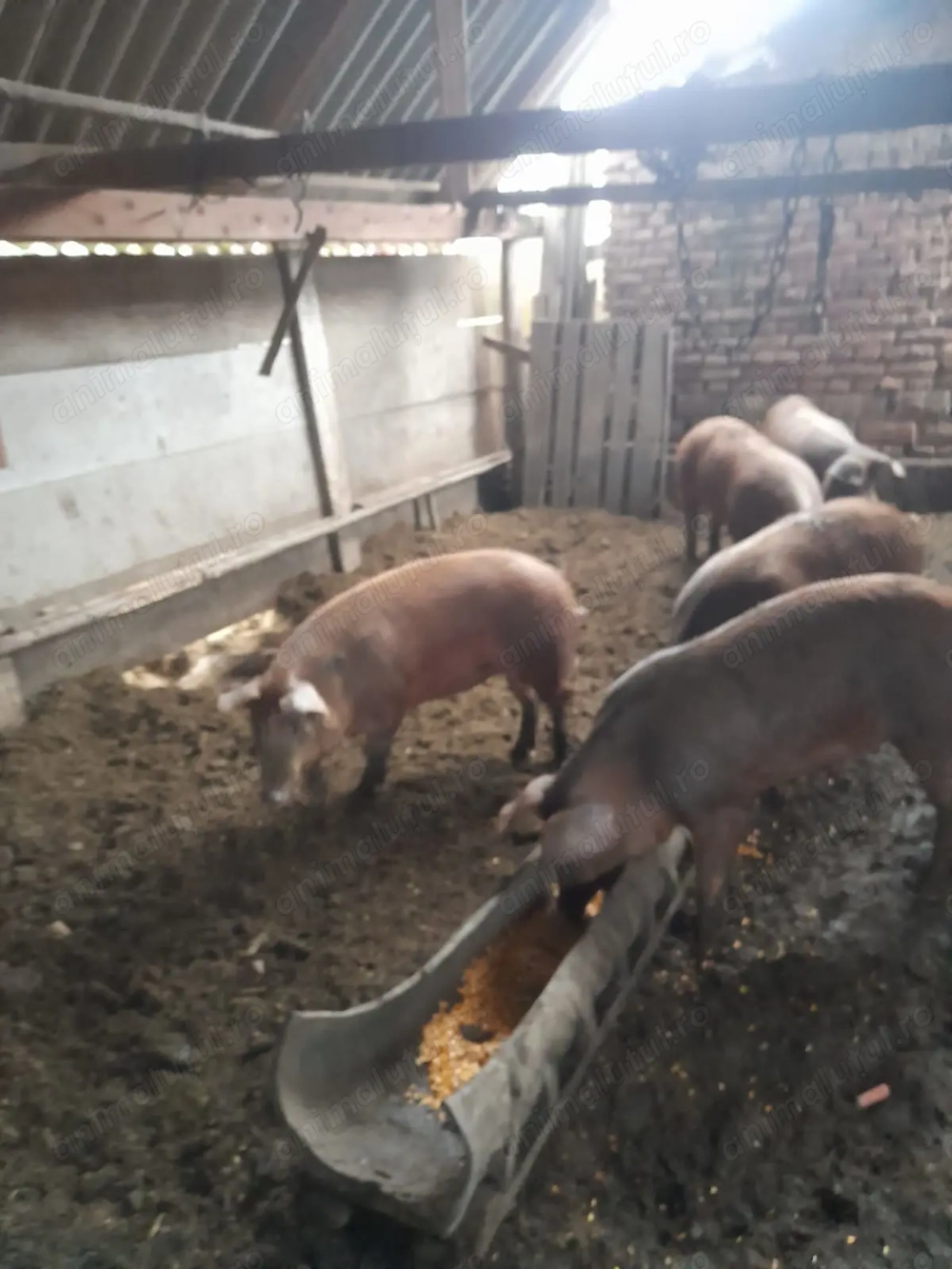 Vindem 5 porci (grăsuni) 