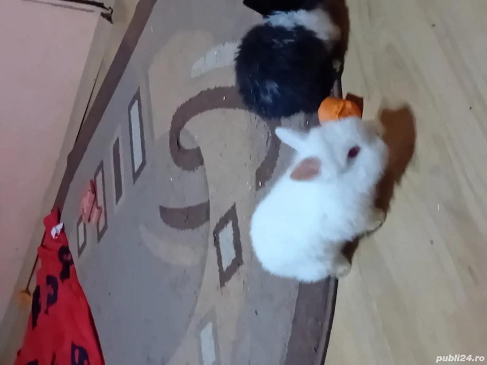 vand 3 iepurasi cap de leu 