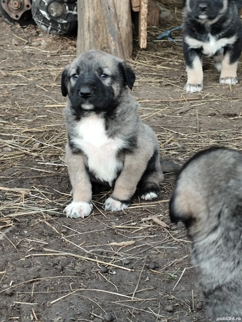 Căței kanga de vânzare 