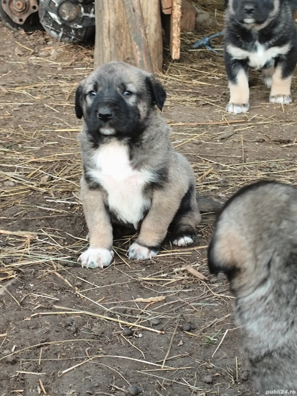 Căței kanga de vânzare 