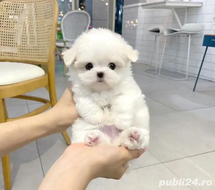 Bichon mini toy