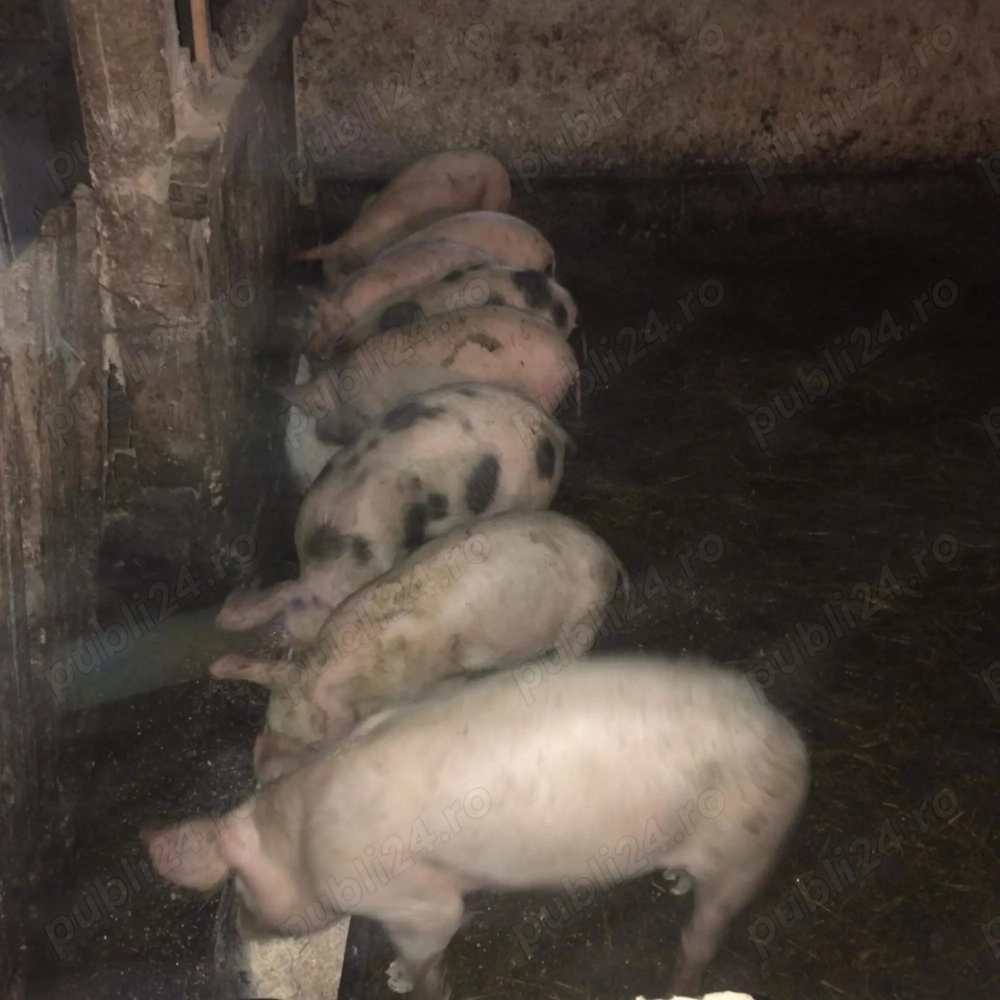 Vand purcei de 7 saptamani!