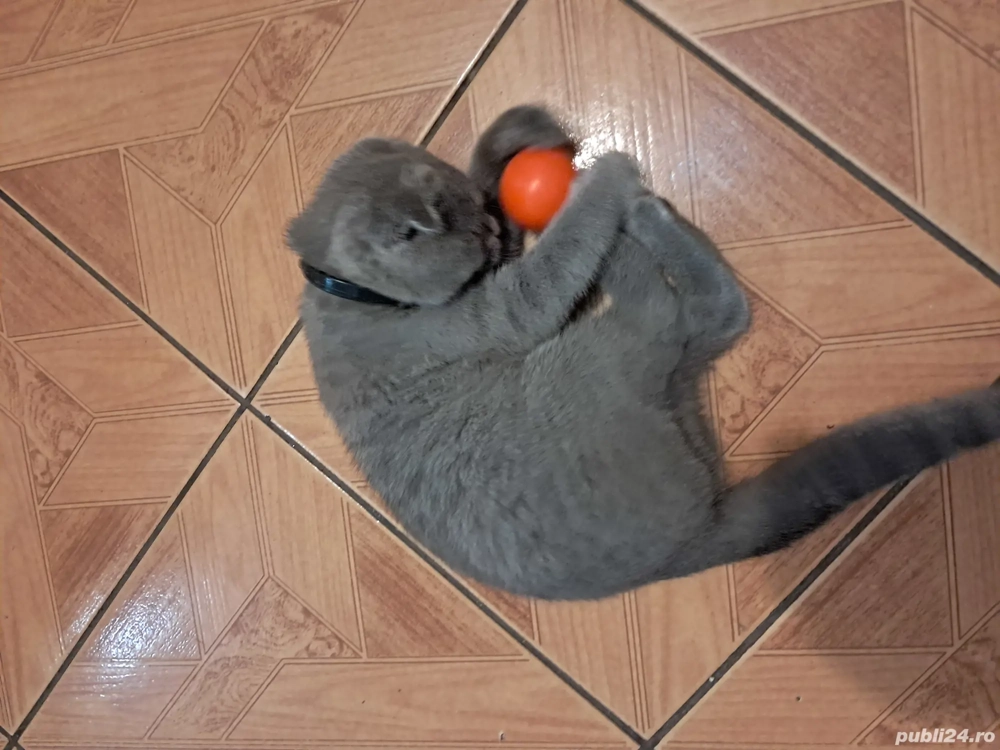 Vând pisic Scottish 