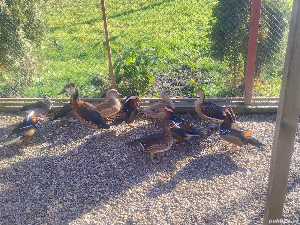 Rate Mandarine tinere