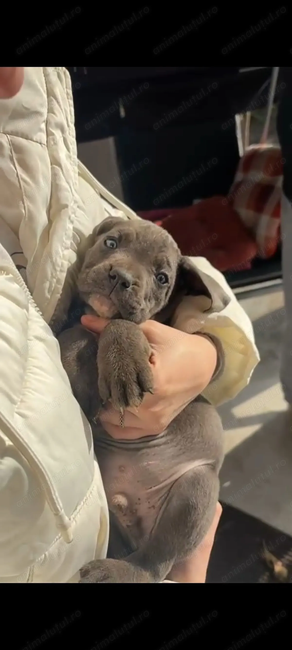 Cane Corso Negri Gri(blue)