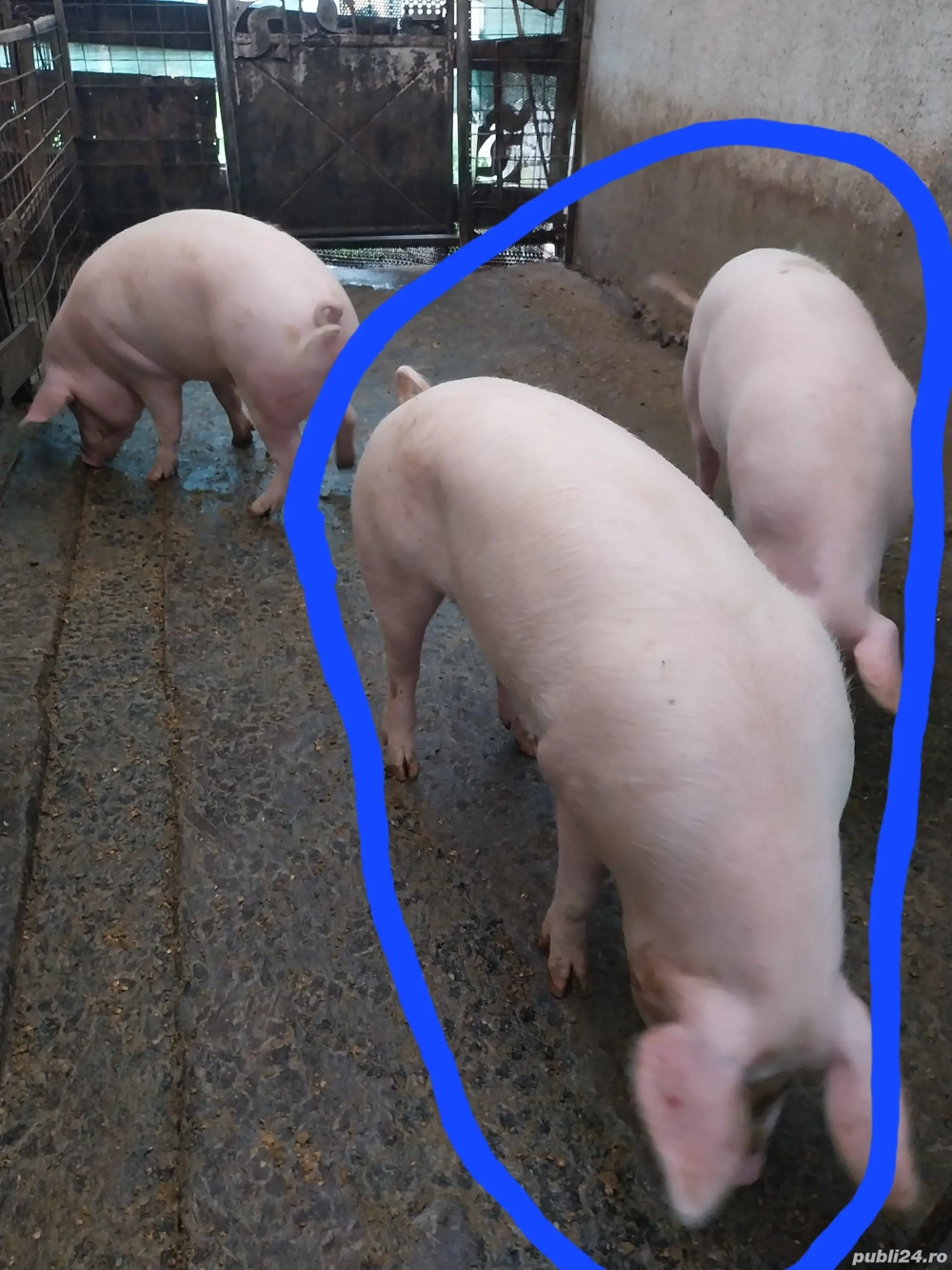 Porci de tara. 2 bucati 