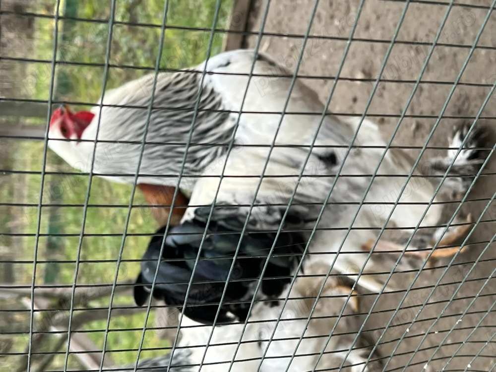 Găini brahma  tineret 