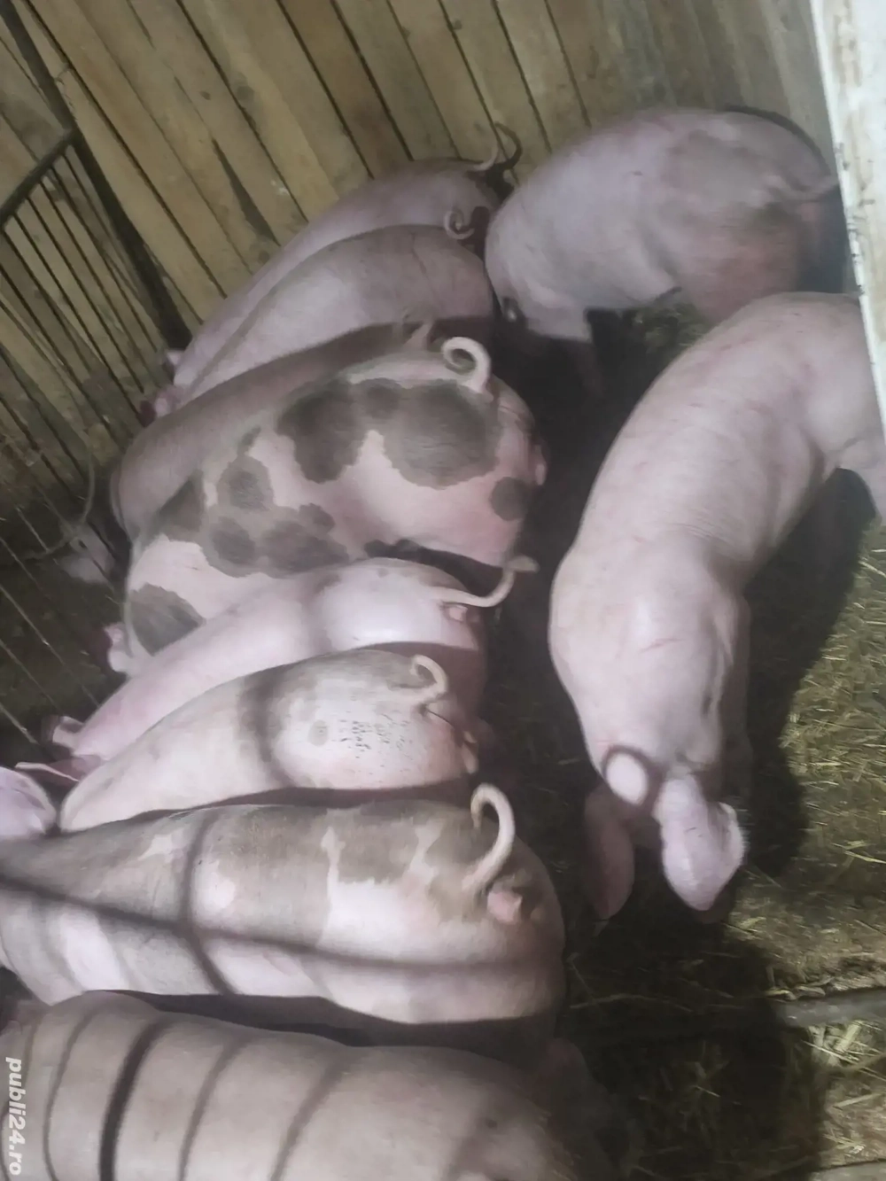 vând 11 soldani rasa de calitate de carne cu sonca dubla 100% de carne 50-60-65 kg