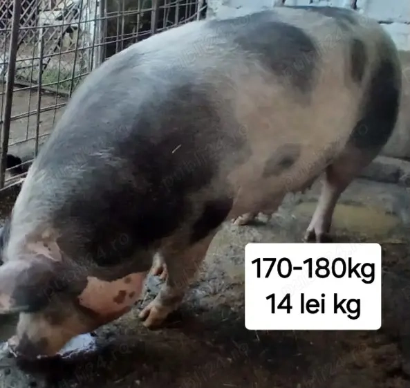 Vând porc pt Craciun