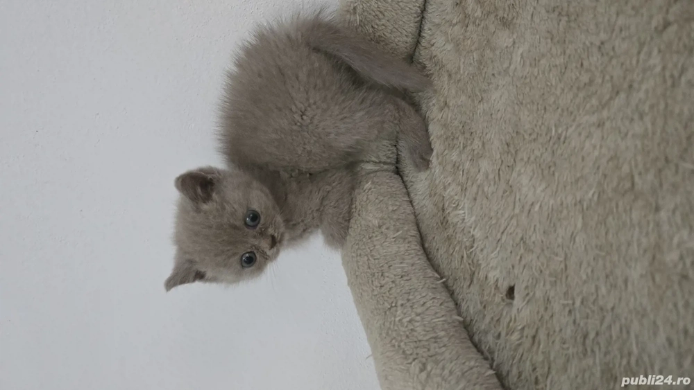 Pisica bristish shorthaire 