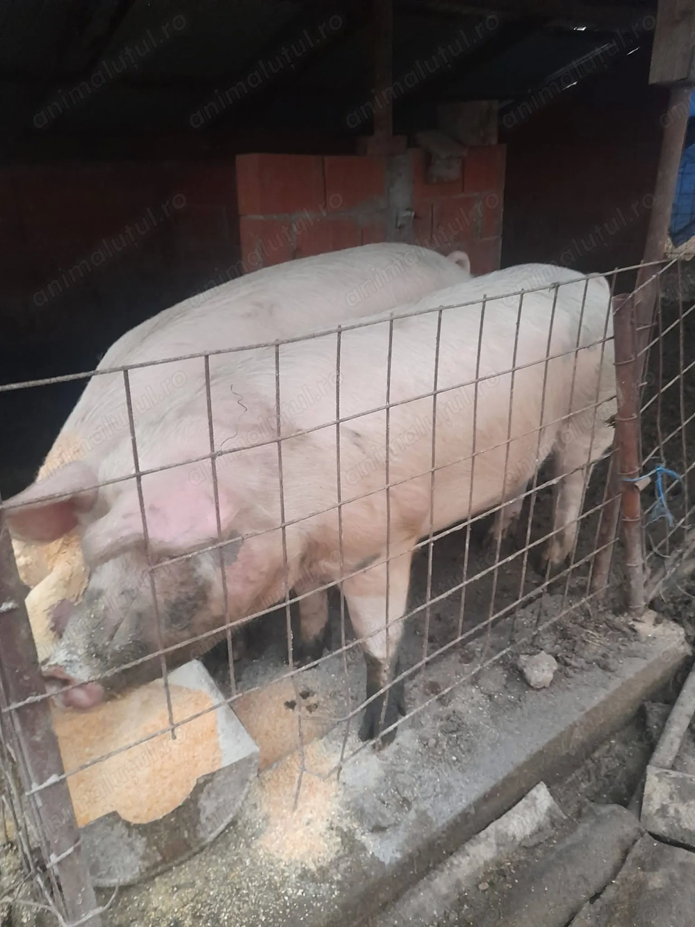 Văd porc marele alb 