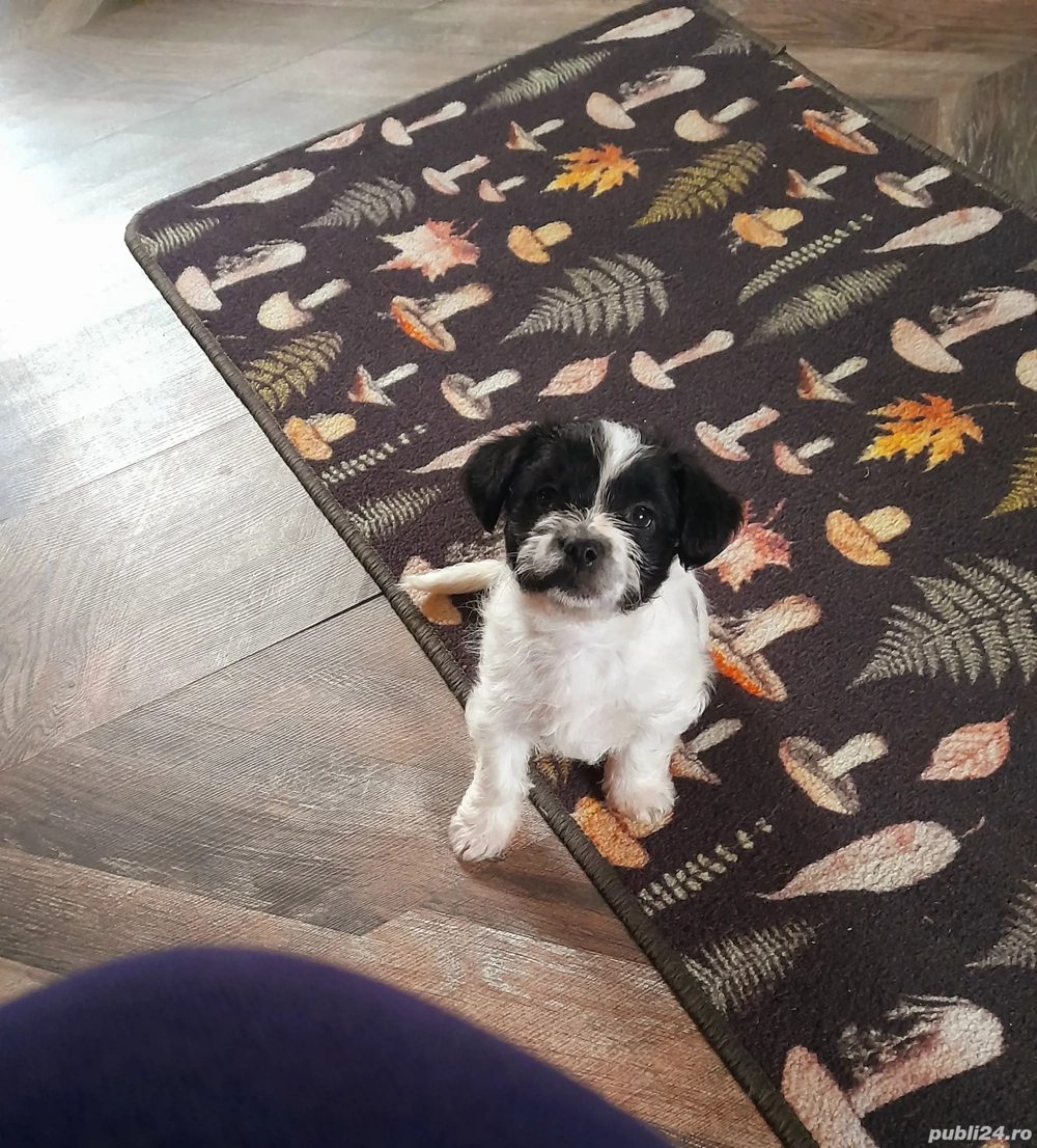 Vând cățel talie mică 