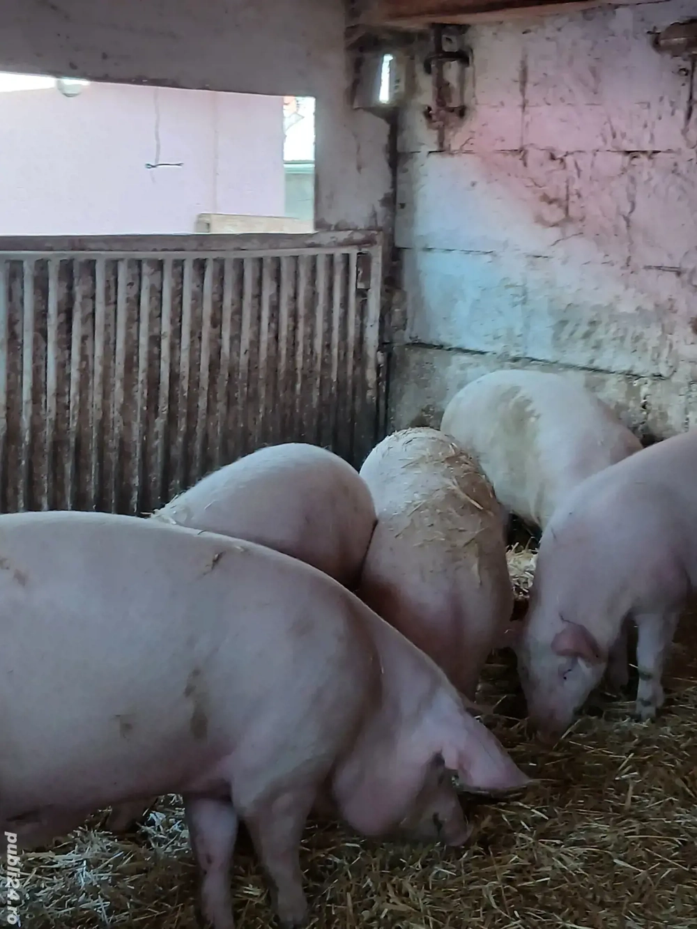 vand porci rasa de carne  marele alb cu landras