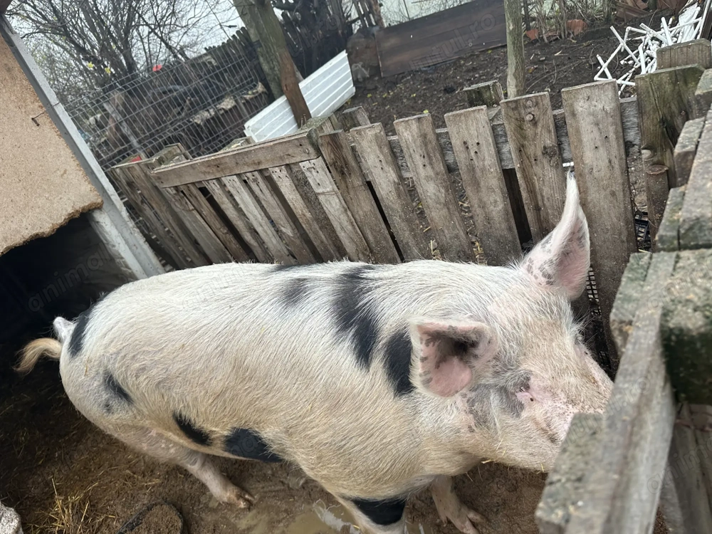 Vând porc pentru Crăciun.