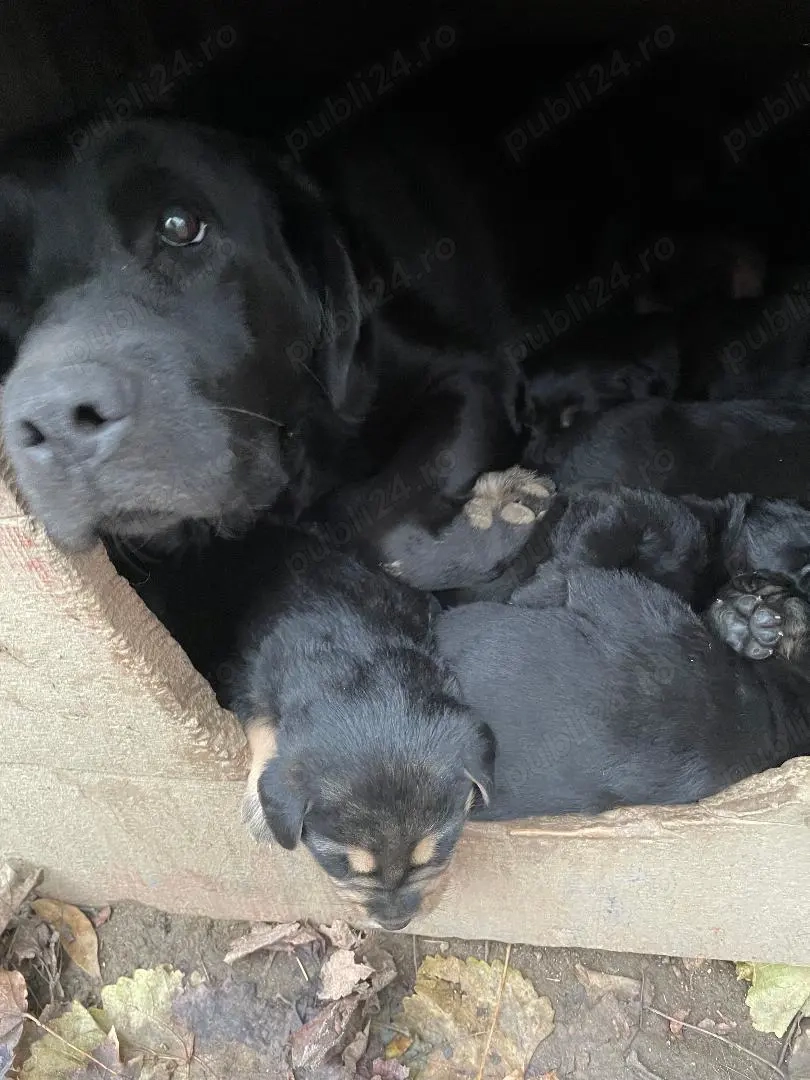 Oferim pui de labrador negru, de 5 saptamani, gratuit