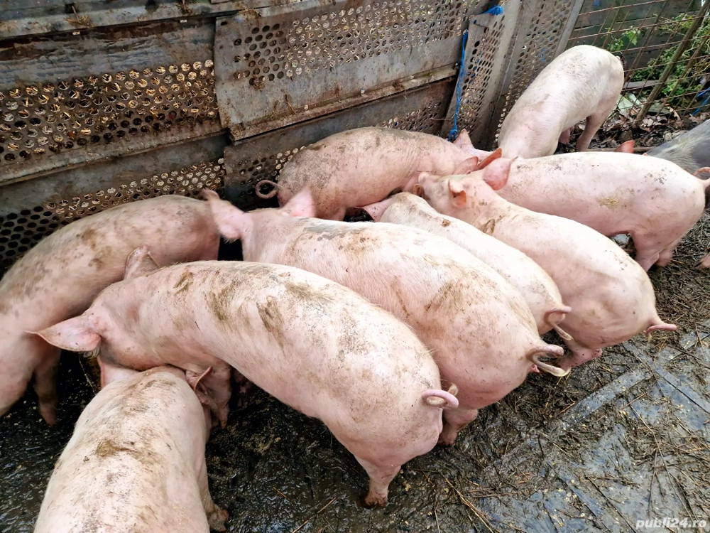 Grăsuni de vânzare