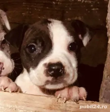 Disponibilă femelă Amstaff 