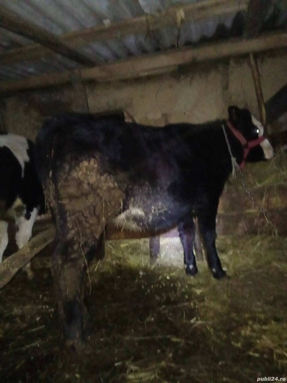 Vind junică angus de 11 luni 