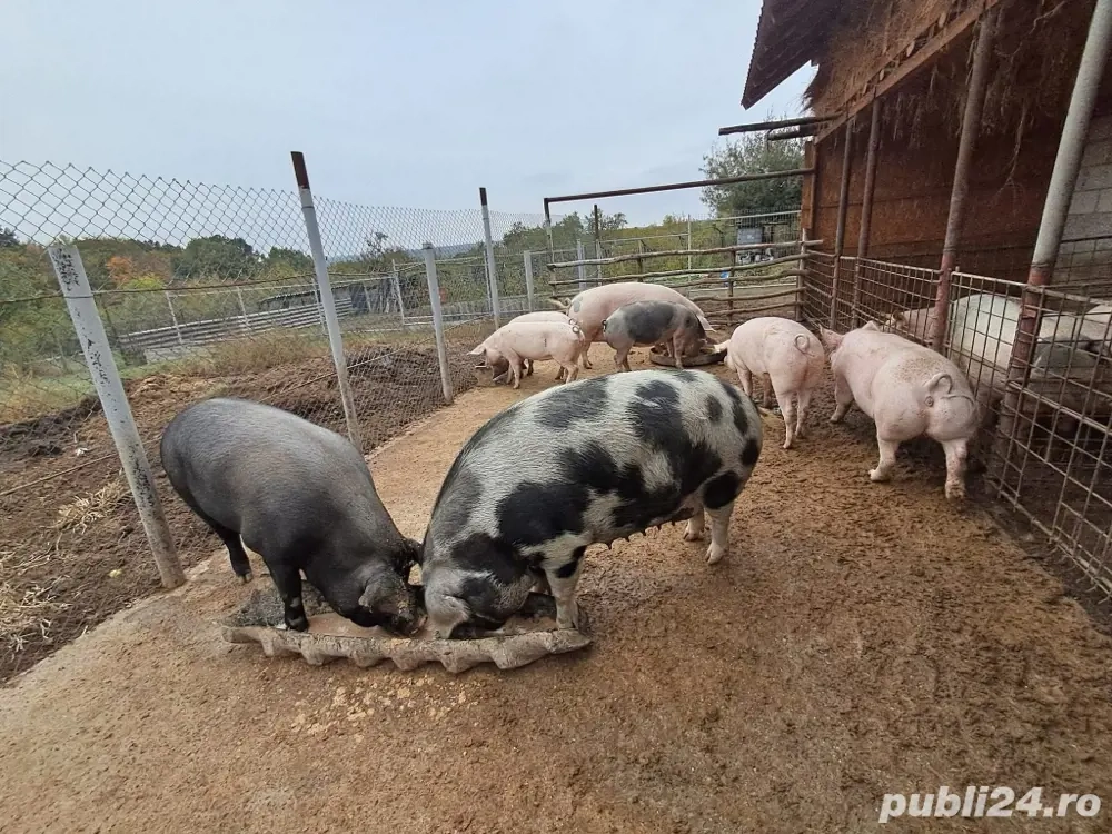 porci de vanzare