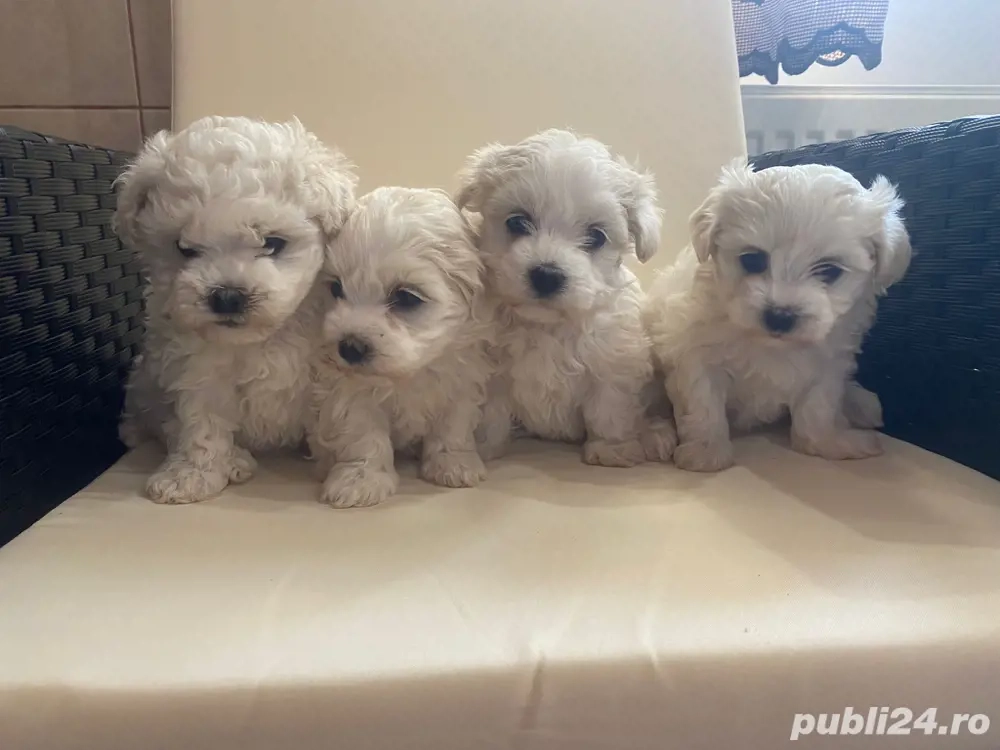 Vand puiuti Bichon Maltez