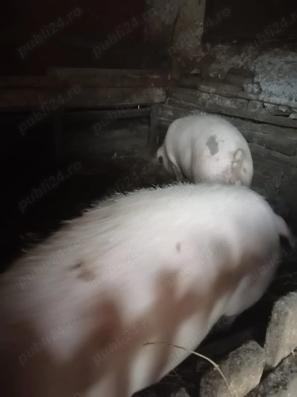 Vând porci marele alb, crescuți bio 