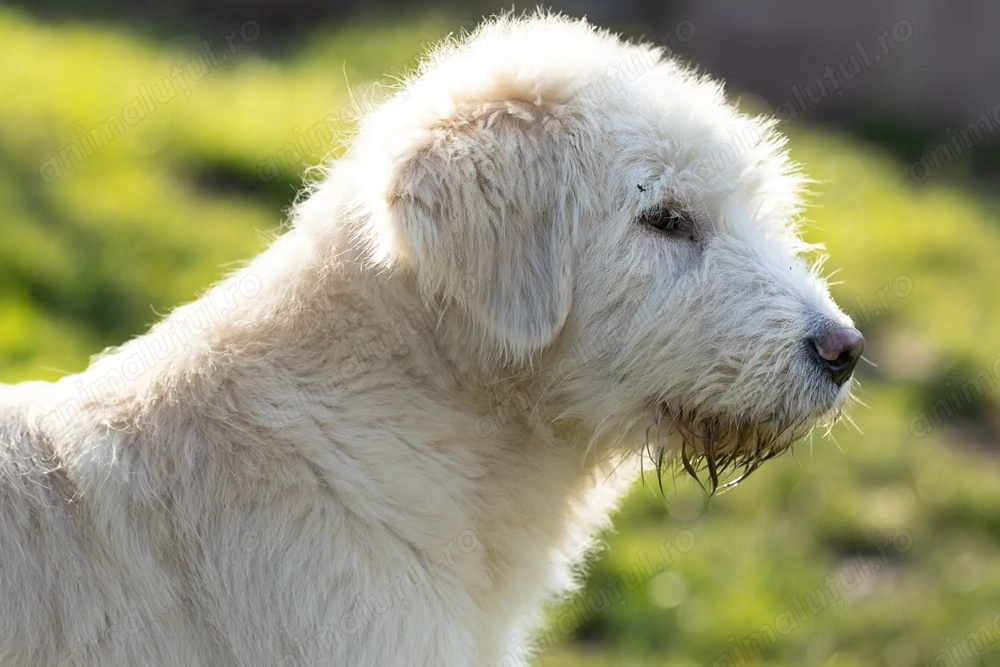 Pui ciobanesc femela 