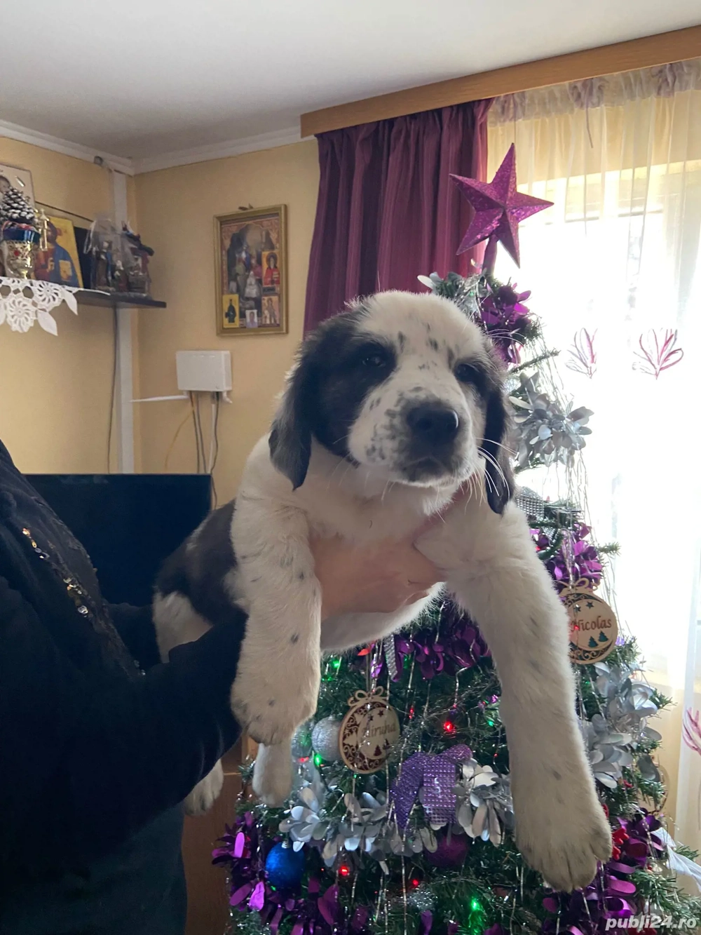 Femelă de Asia Centrala 