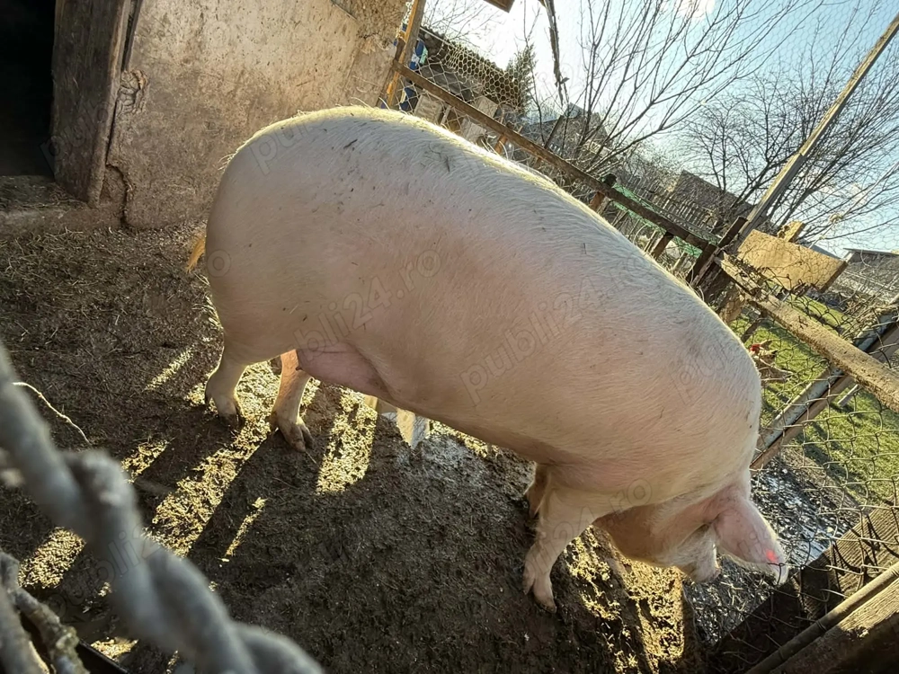 Porci crescuți în gospodărie! 
