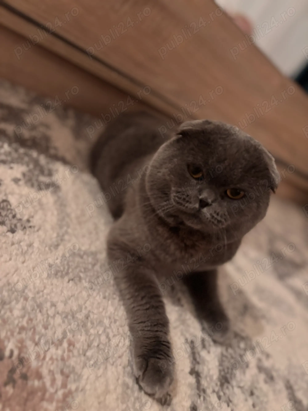 Motan scotish fold blue