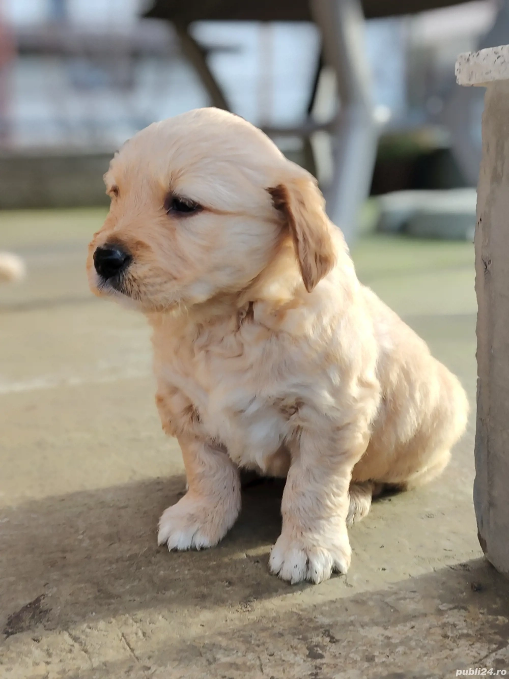 Băiețel golden retriever 