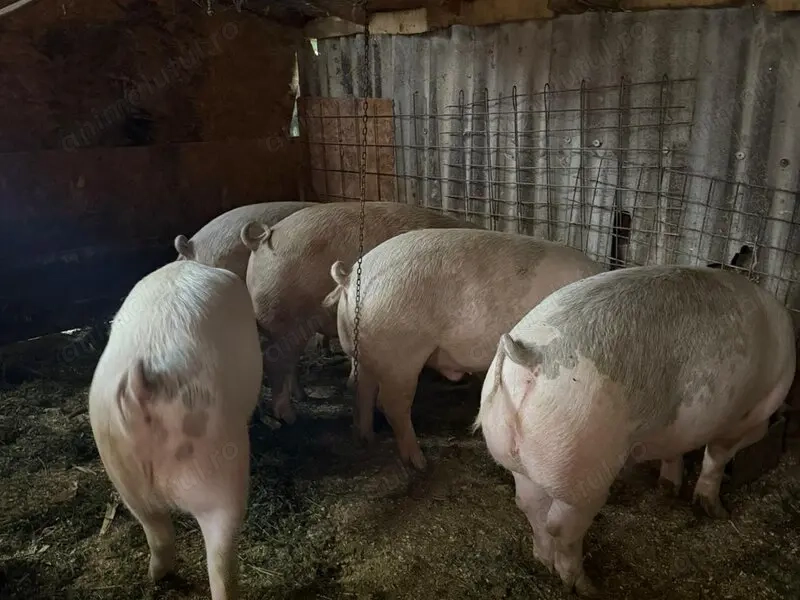 Vând porci de carne 9 LEI  kg