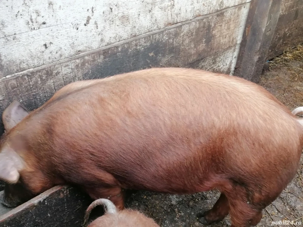 Purcel castrat 60 kg 1100 lei ușor negociabil jud Iași Holboca   rasa duroc 