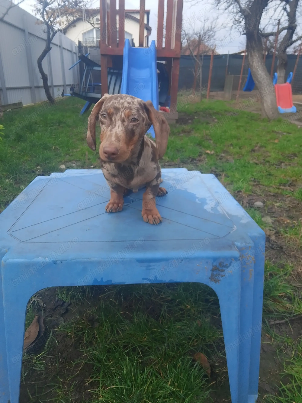 Băiețel disponibil